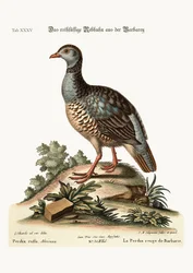 The Red-Legged Partridge from Barbary, 1749-73